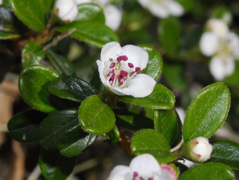 Una pianta bassa con fiori bianchi - Cotoneaster horizontalis